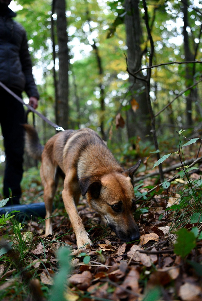 3D printed truffle hunting dog training aid in brown PLA